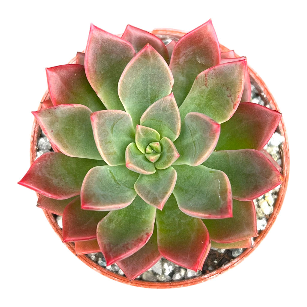 Echeveria 'Meteor'