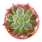 Echeveria 'Meteor'