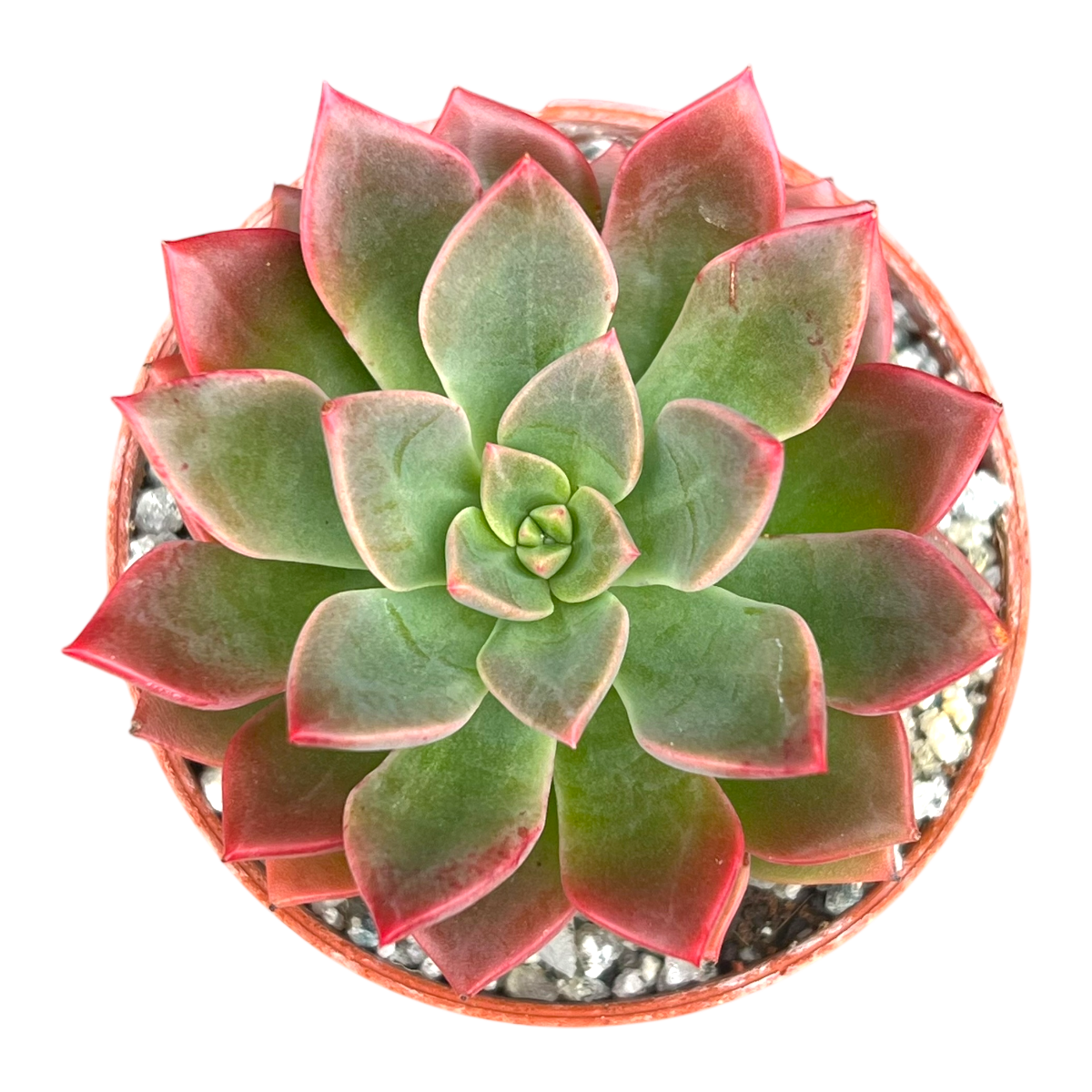 Echeveria 'Meteor'