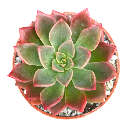 Echeveria 'Meteor'