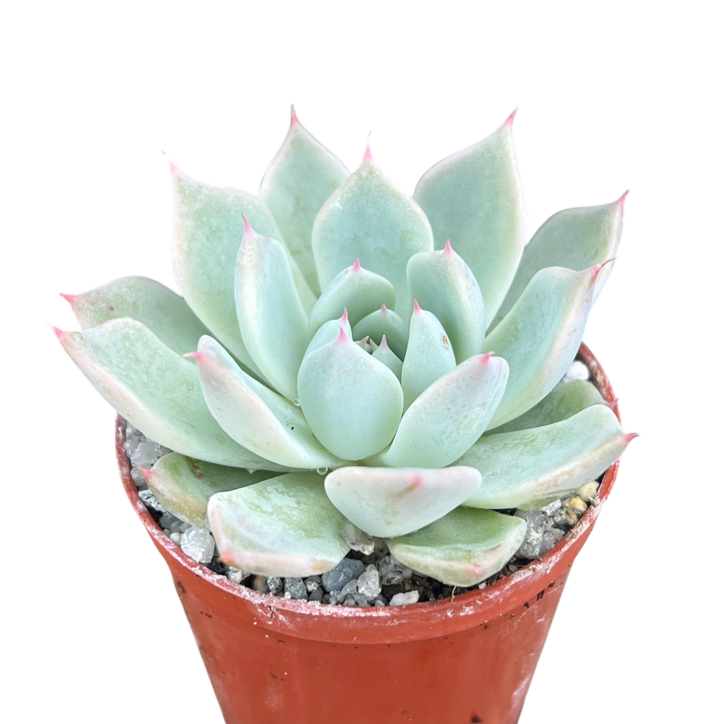 Echeveria cuspidata var. cuspidata