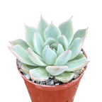 Echeveria cuspidata var. cuspidata