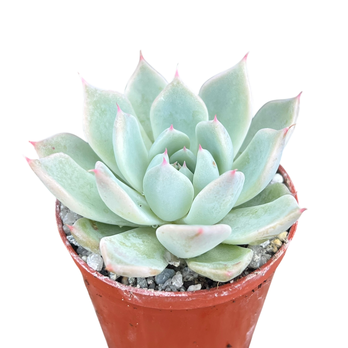 Echeveria cuspidata var. cuspidata