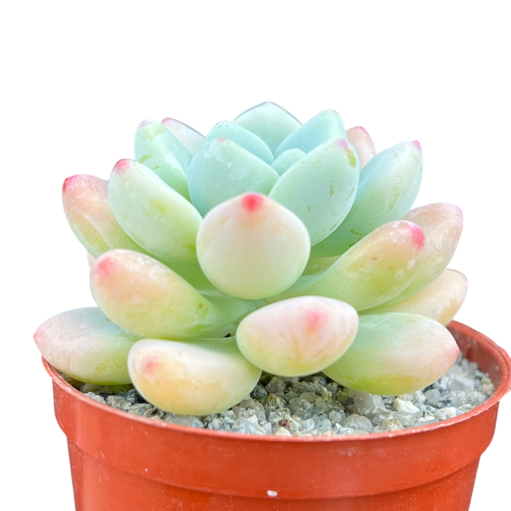 Sedum clavatum