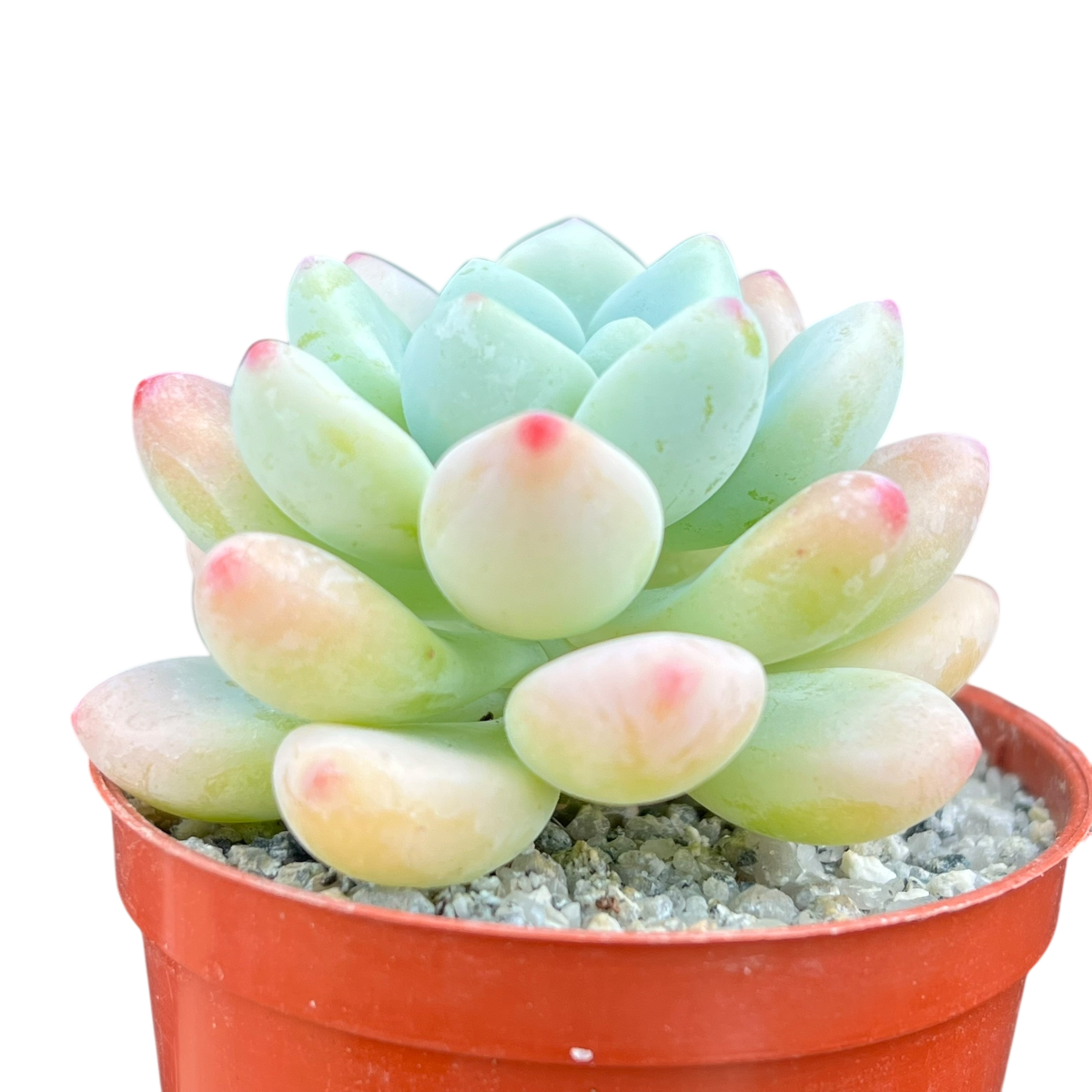 Sedum clavatum