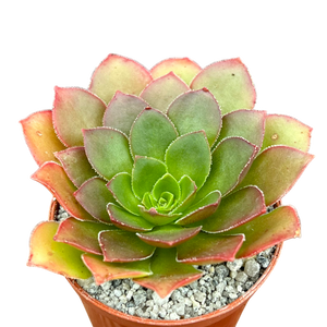 アエオニウム 'ハロウィン' 錦 (タイプ2) – Surreal Succulents アエオニウム 'ハロウィン' 錦 (タイプ2) – Surreal Succulents