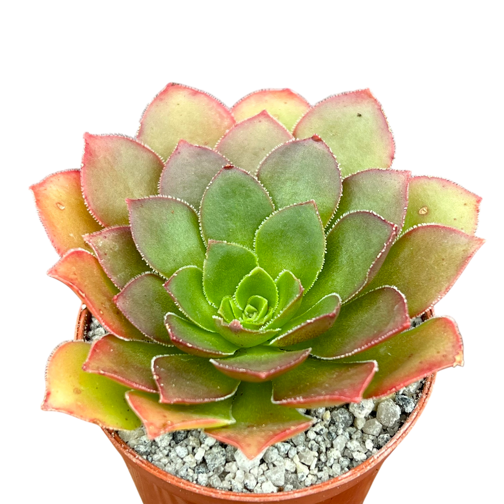 x Semponium 'Diamond'