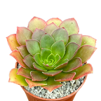 x Semponium 'Diamond'