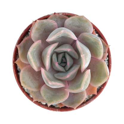 Echeveria 'Orion'