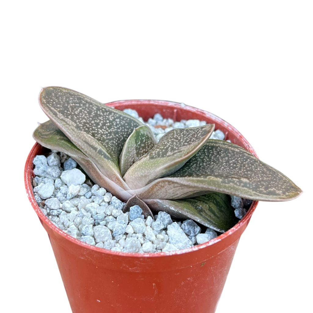 Gasteria 'Rumplestiltskin'