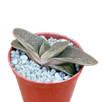 Gasteria 'Rumplestiltskin'