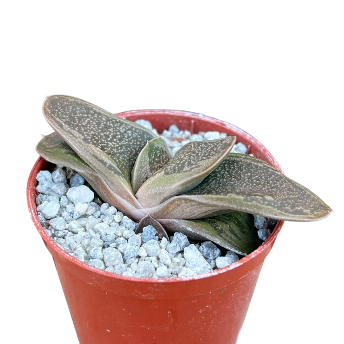 Gasteria 'Rumplestiltskin'