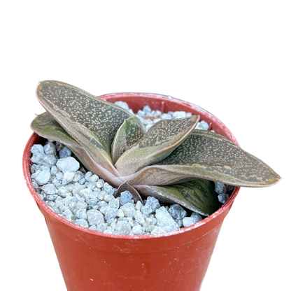 Gasteria 'Rumplestiltskin'