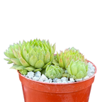 Sempervivum ingwersenii