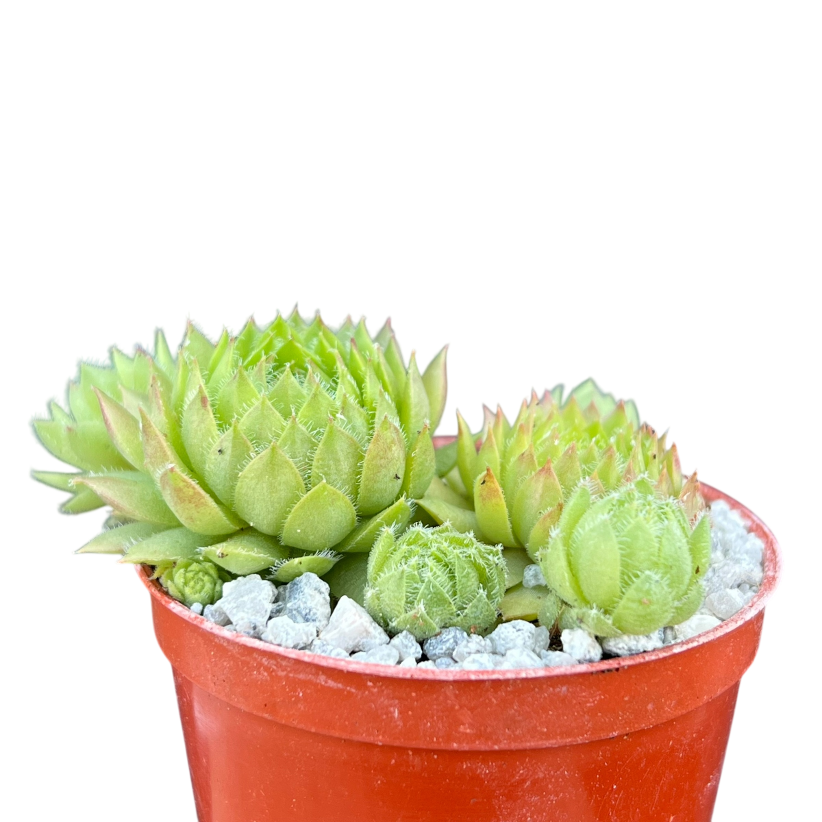 Sempervivum ingwersenii