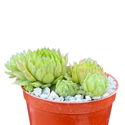 Sempervivum ingwersenii