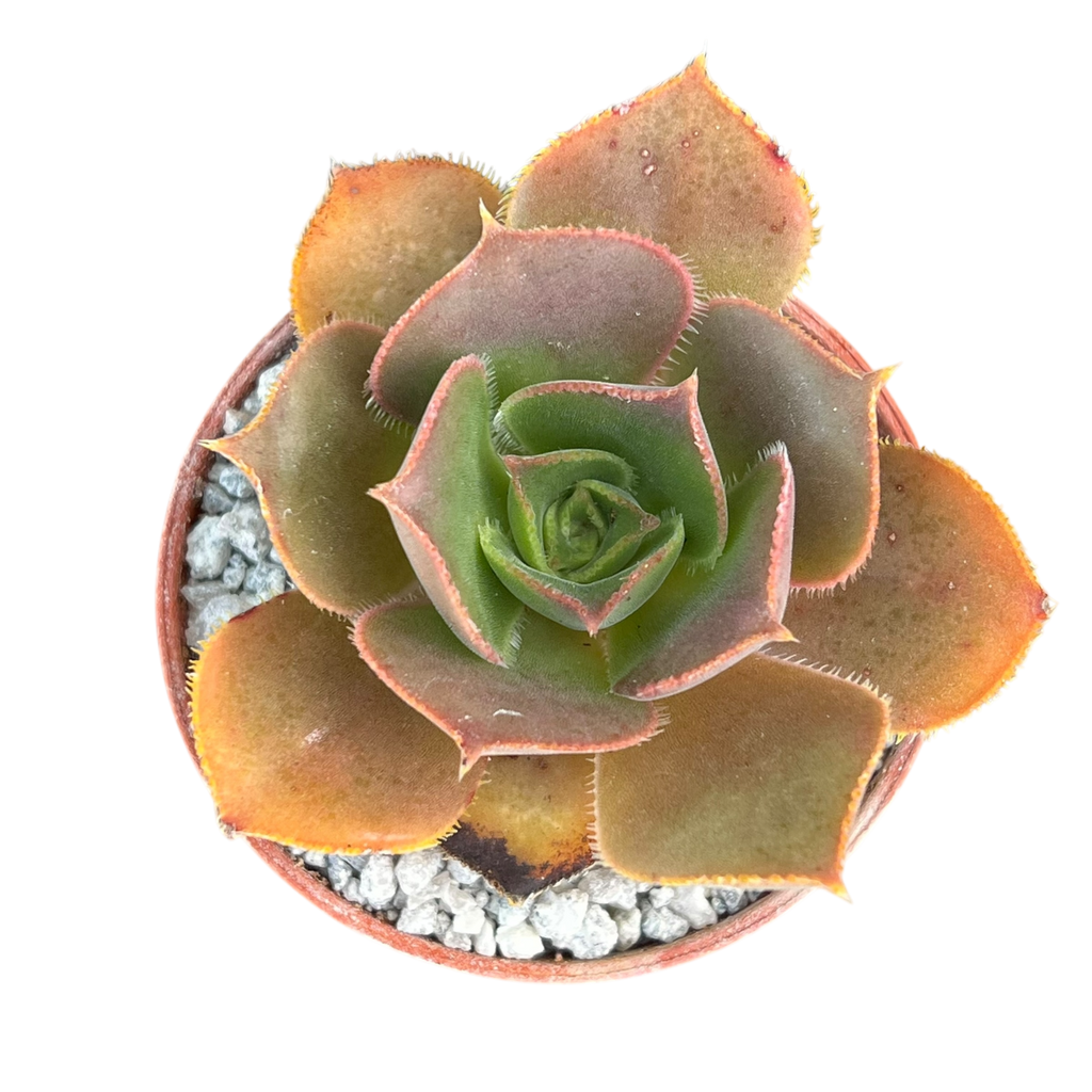 Aeonium valverdense