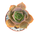 Aeonium valverdense