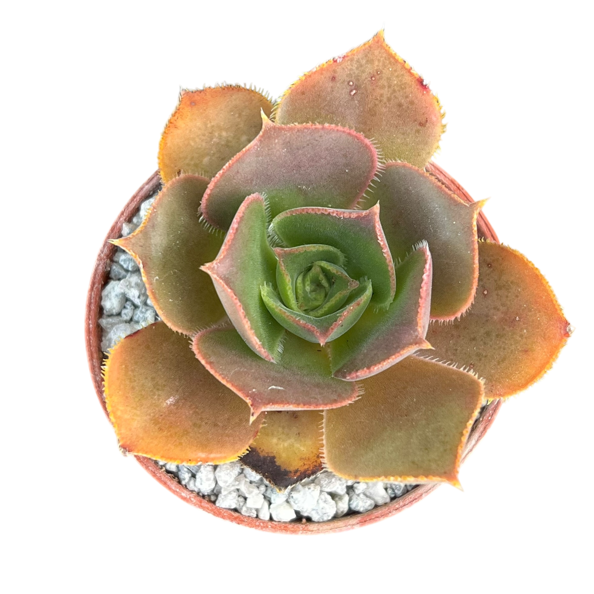 Aeonium valverdense