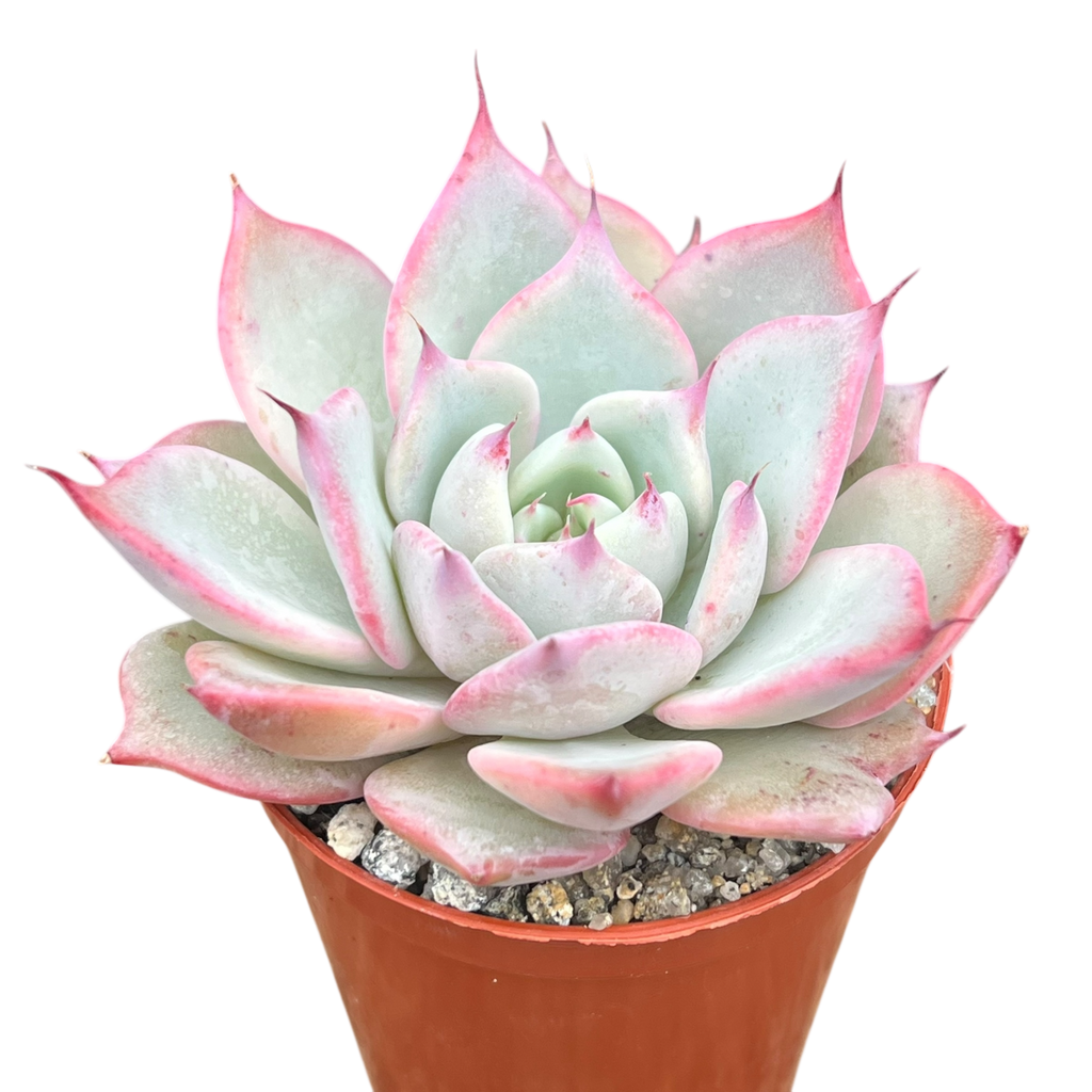 Echeveria 'Larega'