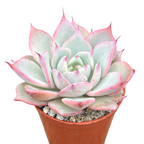 Echeveria 'Larega'