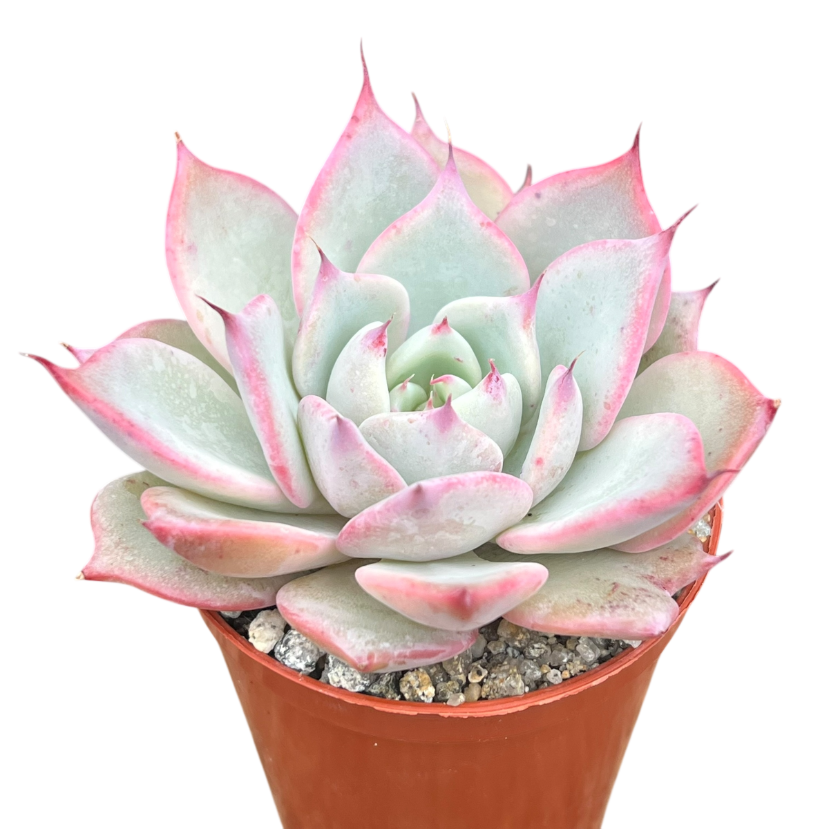 Echeveria 'Larega'