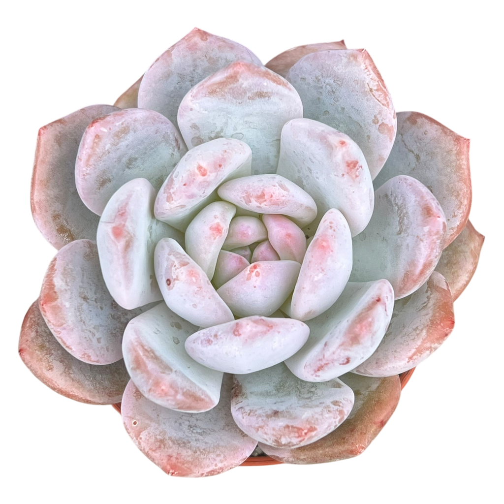 Echeveria 'Monroe'