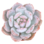 Echeveria 'Monroe'