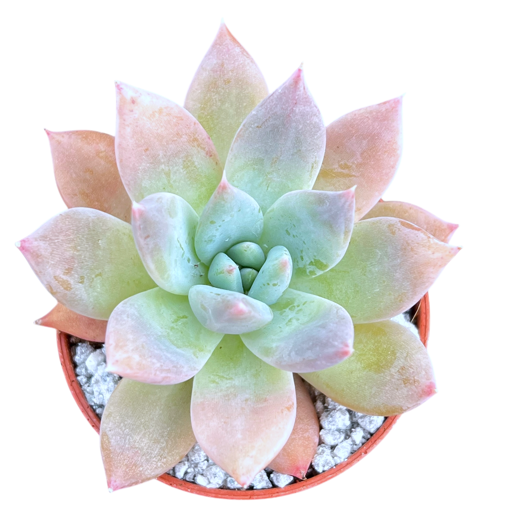 Echeveria 'Moonshadow'