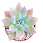 Echeveria 'Moonshadow'