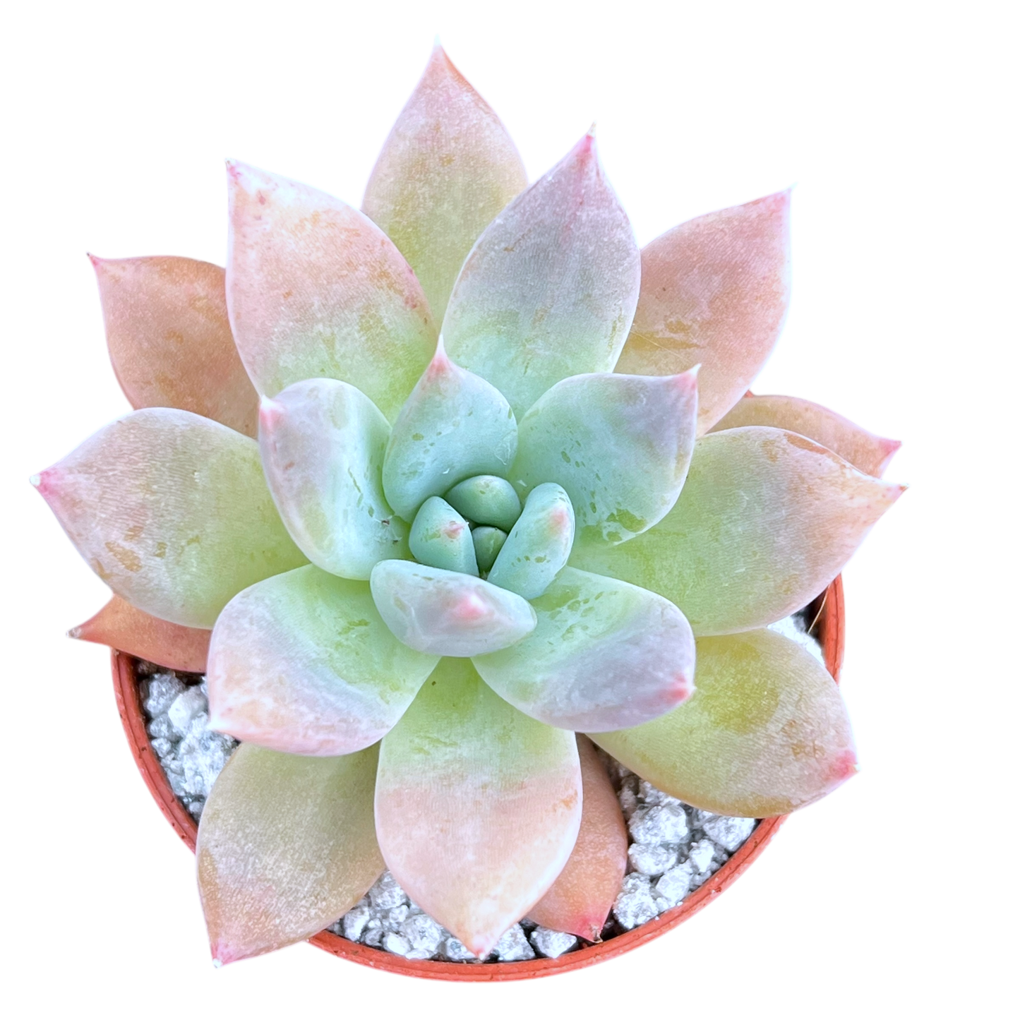 Echeveria 'Moonshadow'