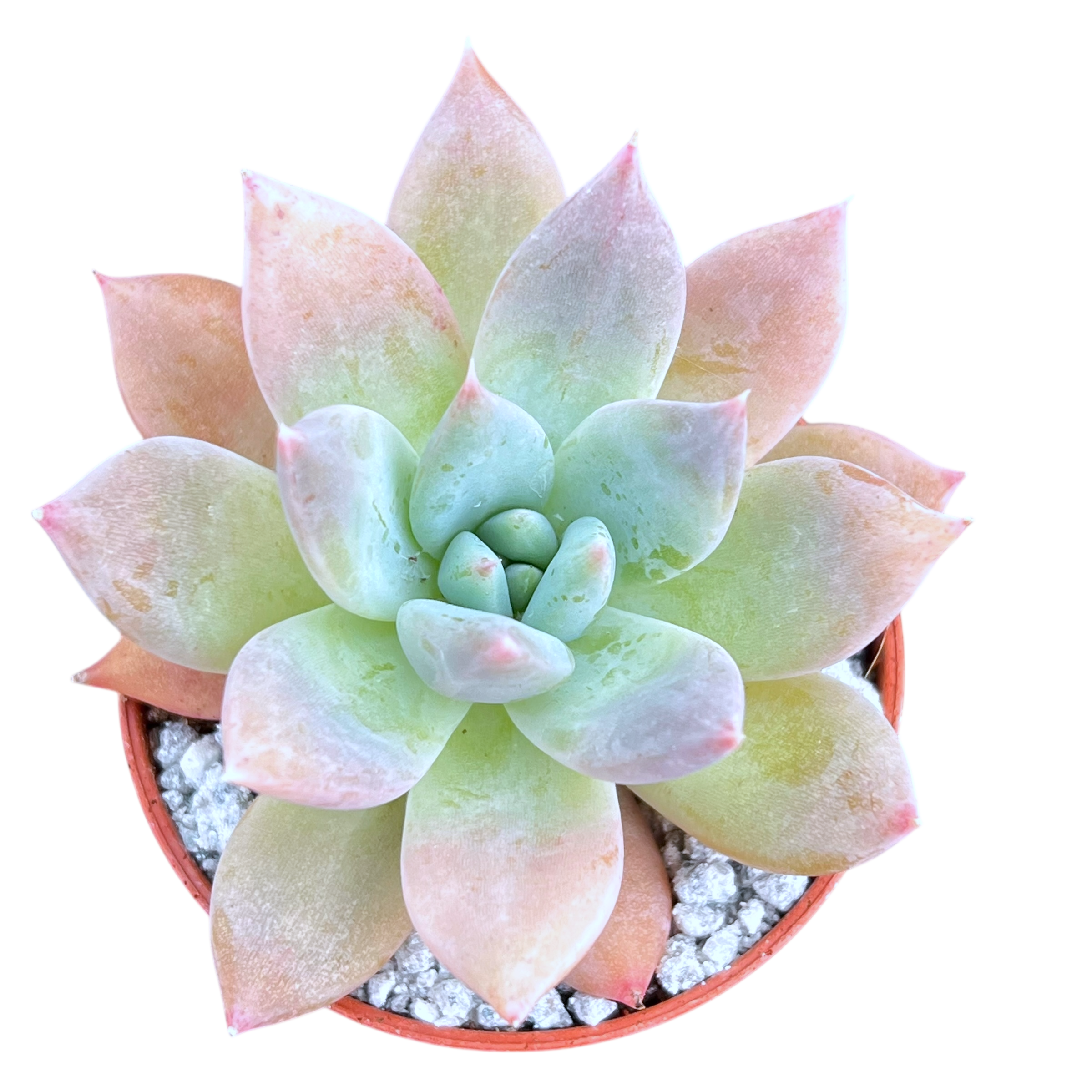 Echeveria 'Moonshadow'