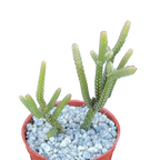 Crassula muscosa