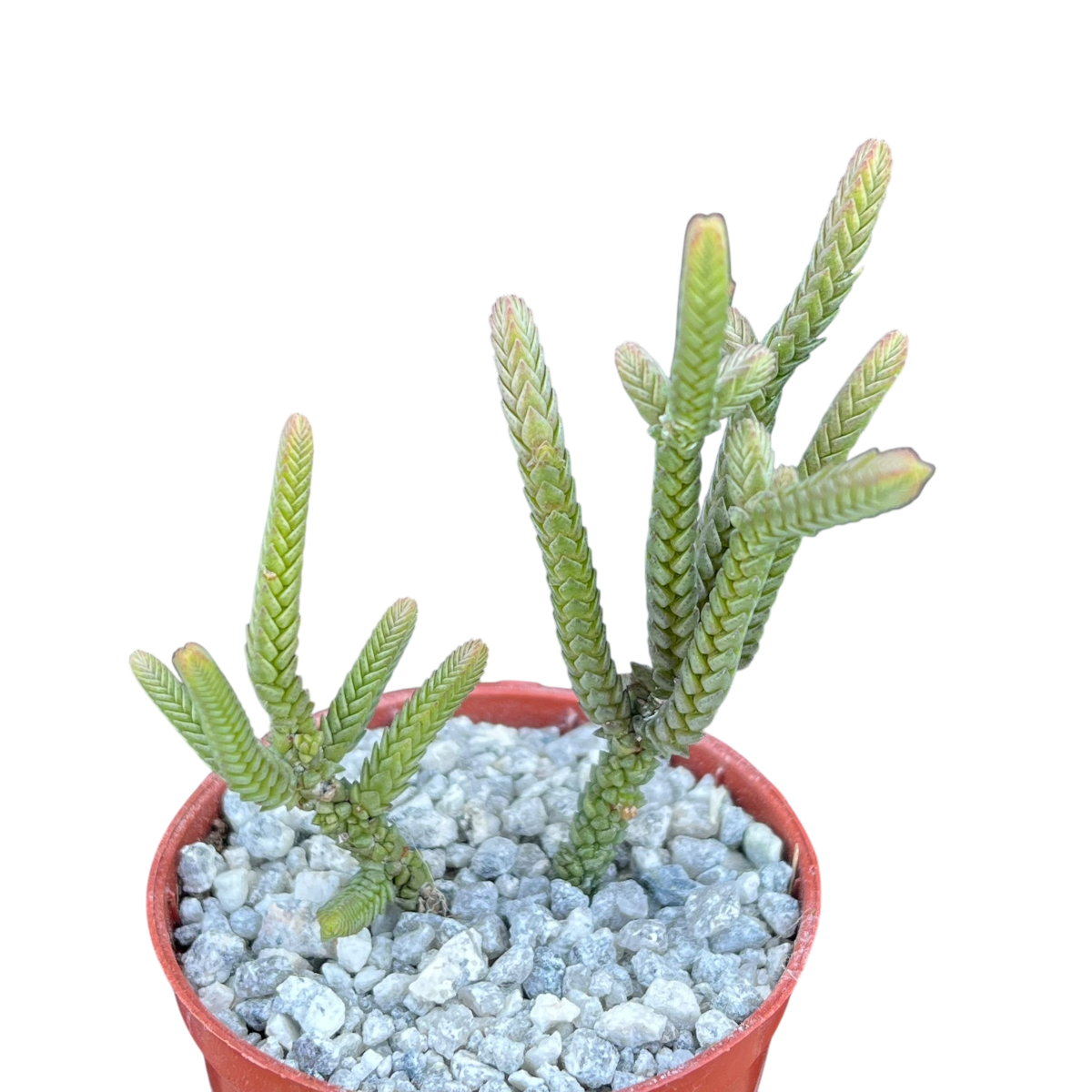 Crassula muscosa