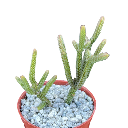 Crassula muscosa