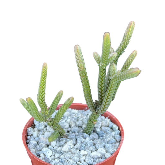 Crassula muscosa