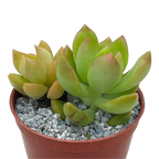 Sedum adolphii