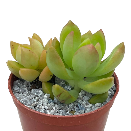 Sedum adolphii