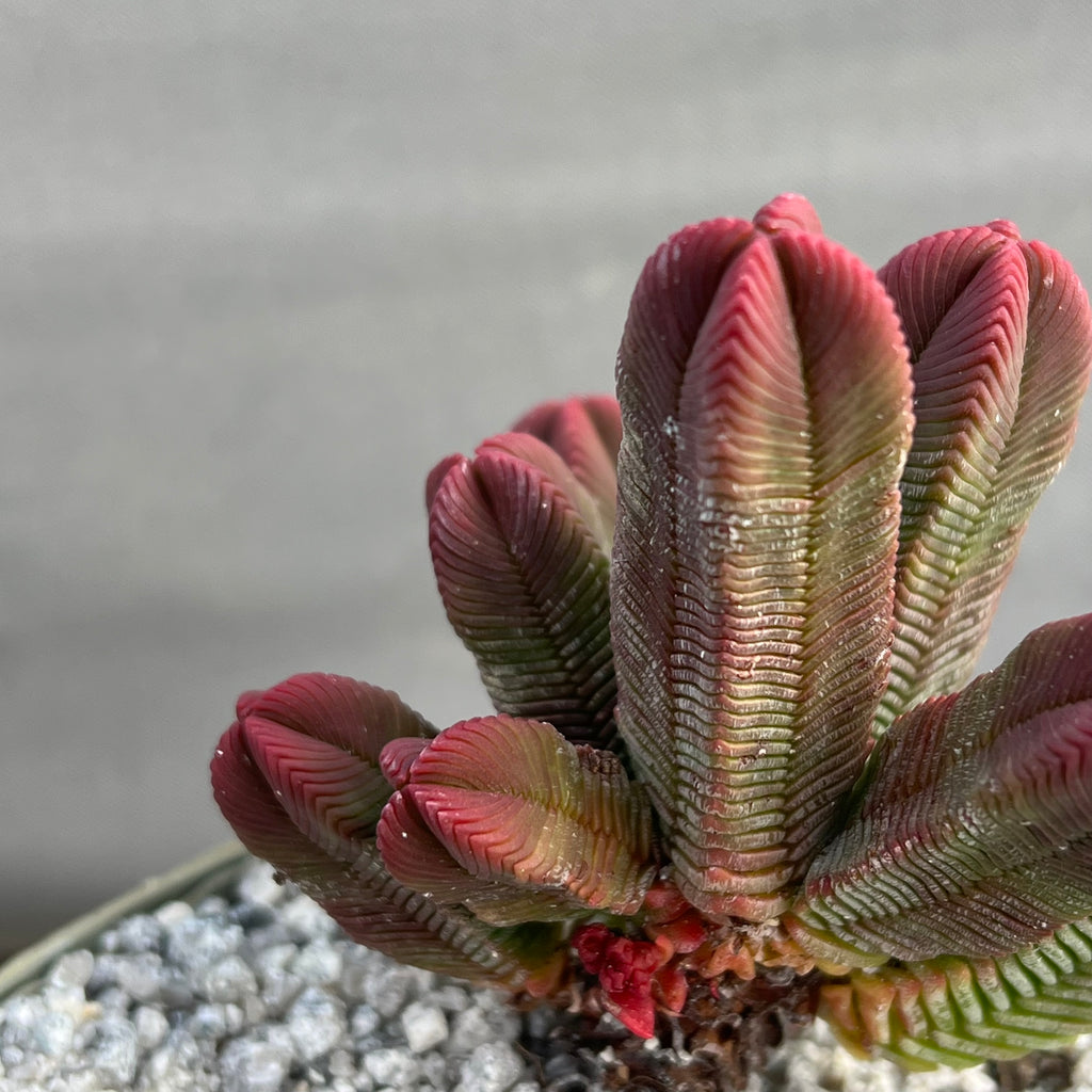 Crassula pyramidalis