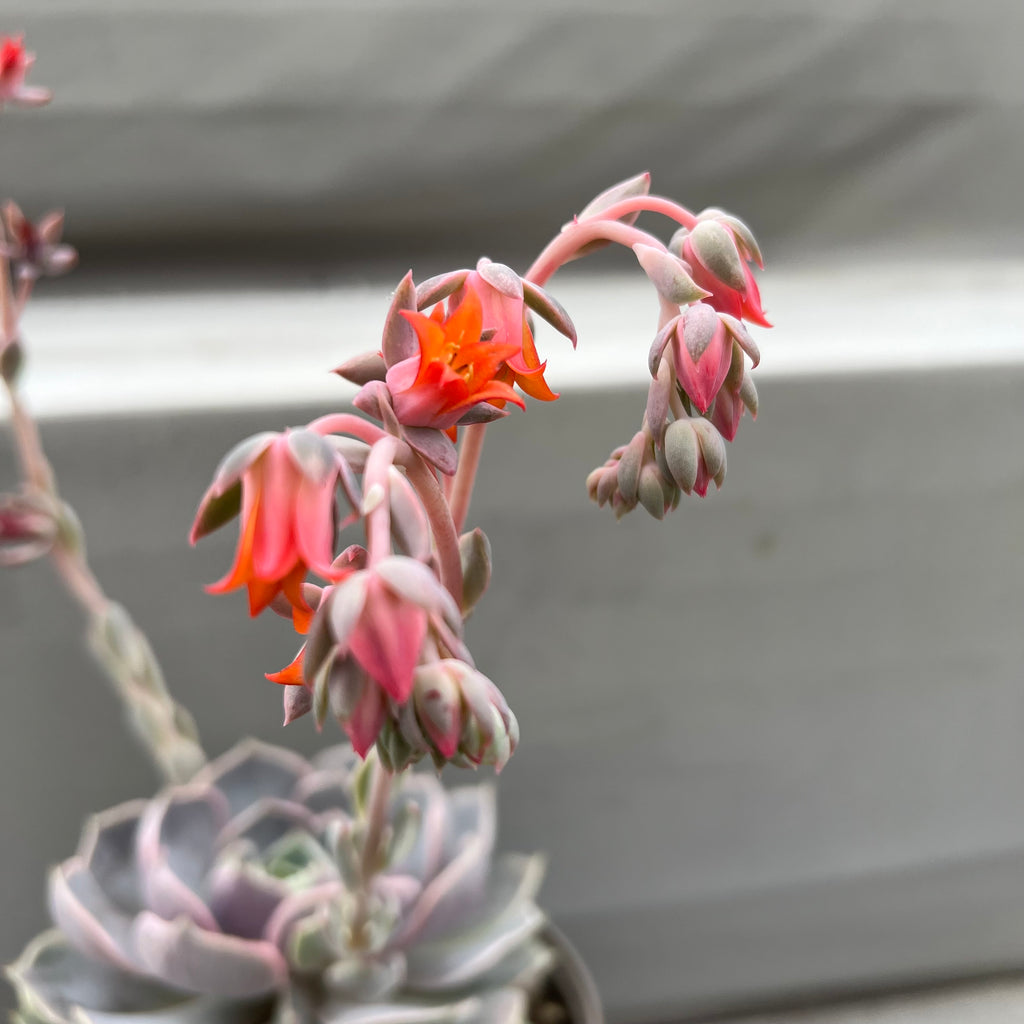 Echeveria 'Holy Gate'