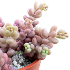 Sedum dasyphyllum major