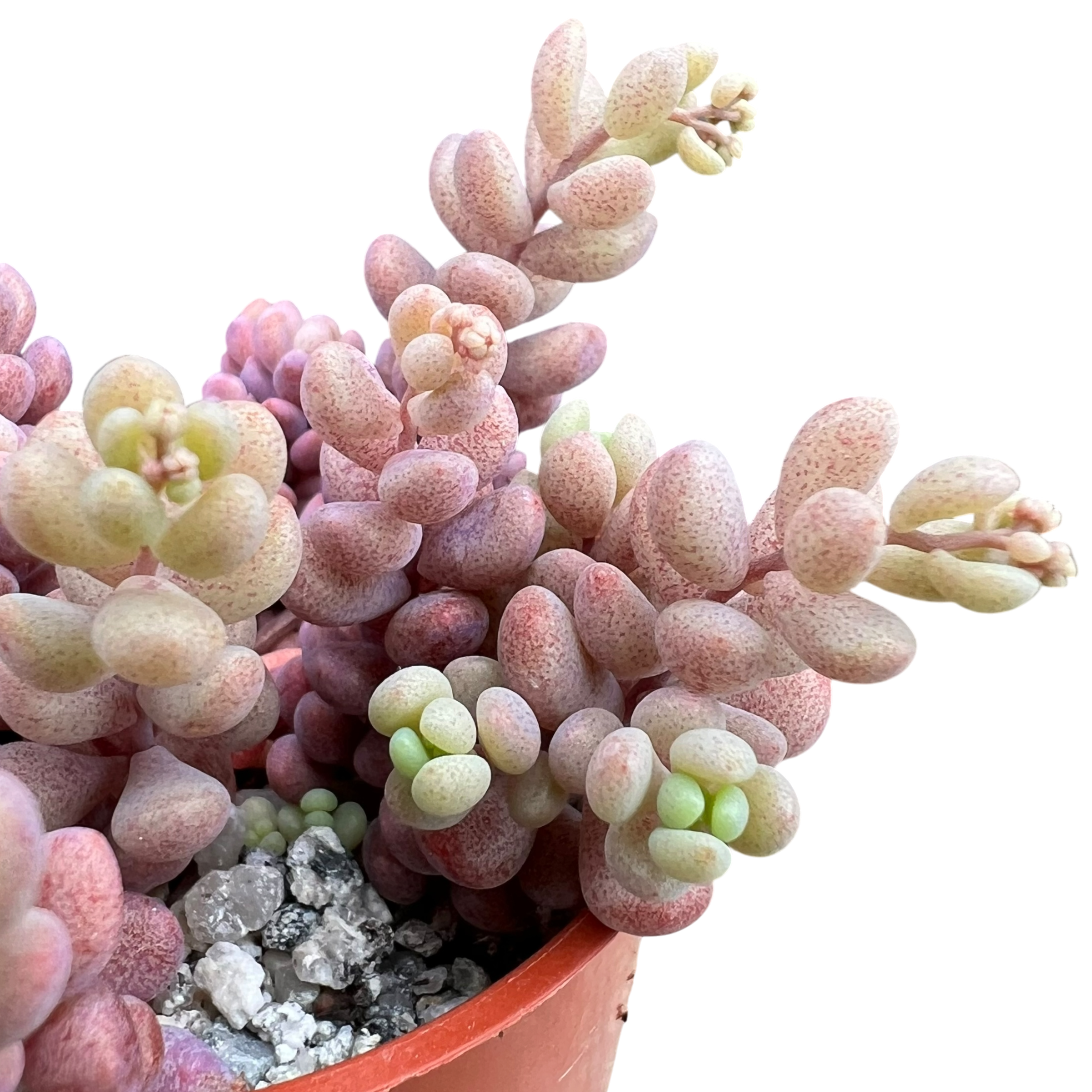 Sedum dasyphyllum major