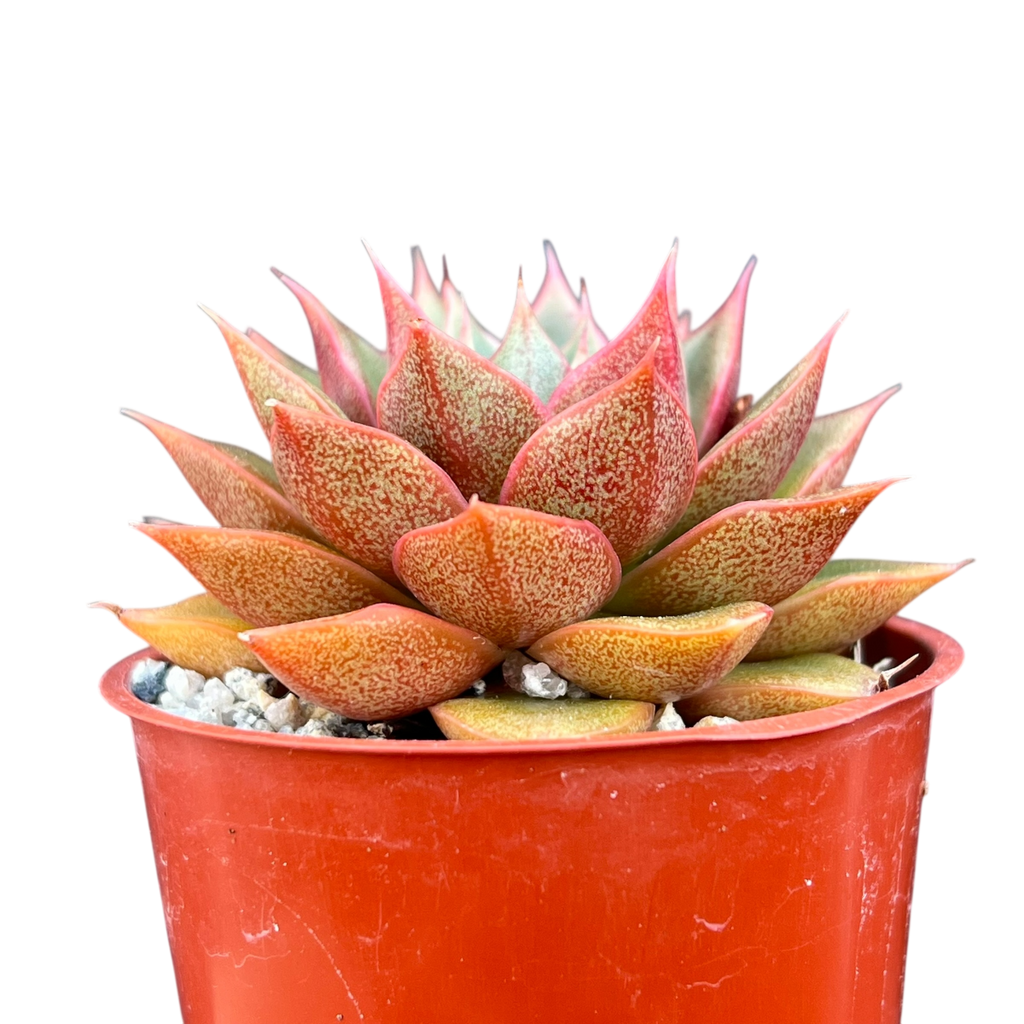 Echeveria setorum 'Victor'