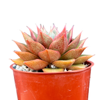 Echeveria setorum 'Victor'