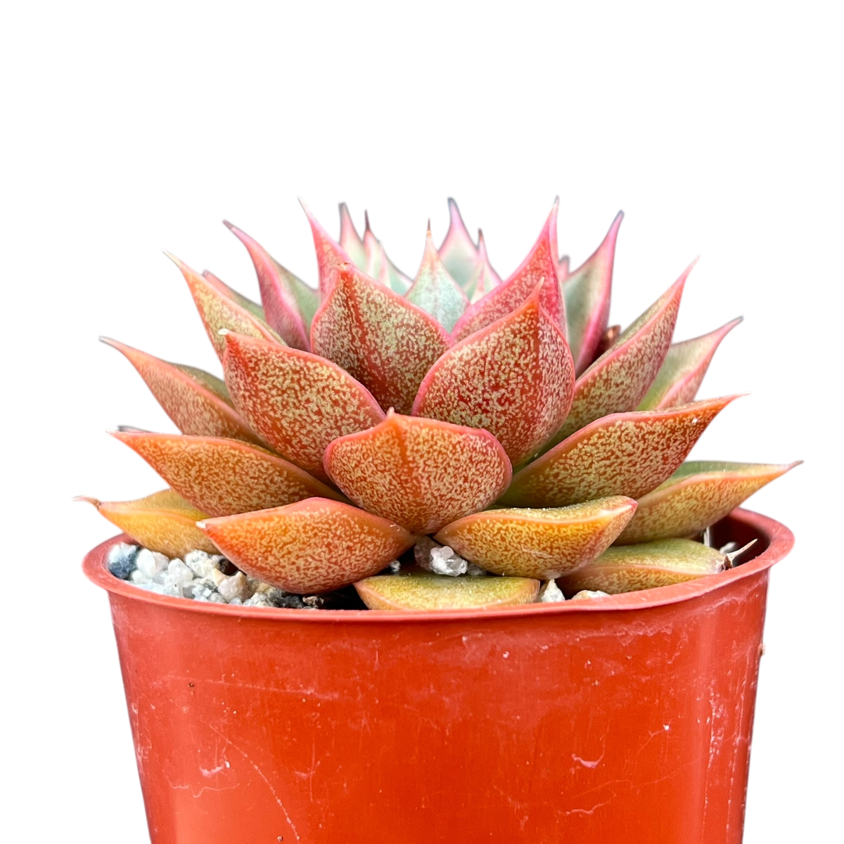 Echeveria setorum 'Victor'