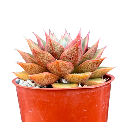 Echeveria setorum 'Victor'