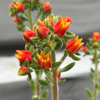 Echeveria 'Set-Oliver'