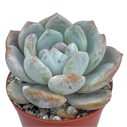Echeveria 'Monroe'