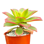 Aeonium 'Kiwi'