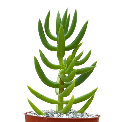 Crassula tetragona